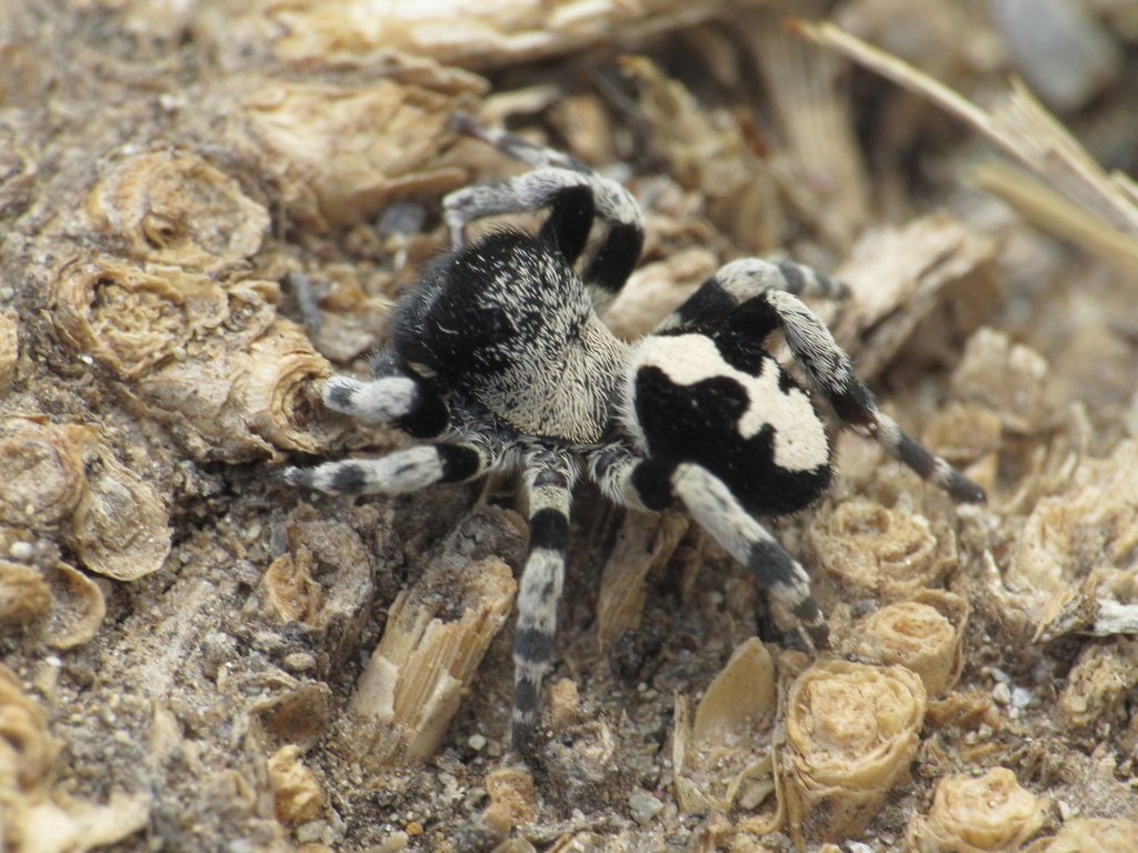 Loureedia colleni