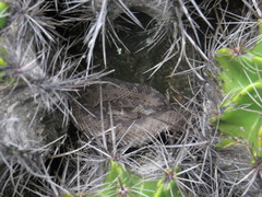 Mixcoatlus melanurus