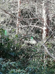 Passer domesticus