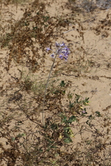 Triteleiopsis palmeri