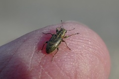 Sitona lineatus