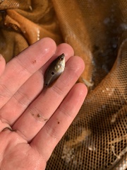 Trichopodus trichopterus