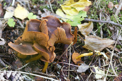 Cortinarius malicorius