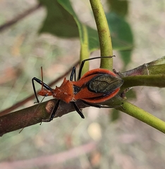 Gminatus wallengreni