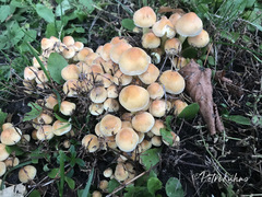 Hypholoma fasciculare