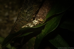 Barea eucapnodes
