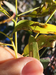 Gonipterus platensis