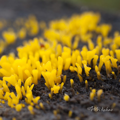 Calocera furcata