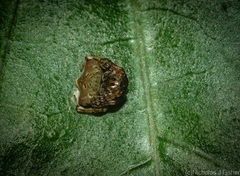 Arkys speechleyi
