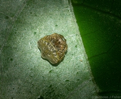 Arkys speechleyi