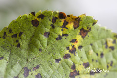 Apiognomonia errabunda