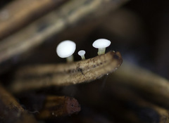 Calycina subtilis