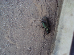 Calosoma retusum