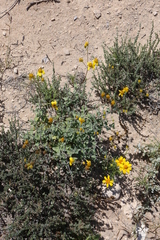 Bahiopsis microphylla