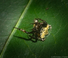 Arkys speechleyi