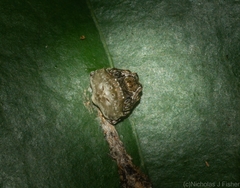 Arkys speechleyi