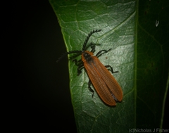 Trichalus ampliatus