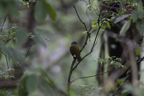 Western Mountain Greenbul (Arizelocichla tephrolaema), photo 1