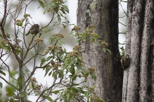 Thick-billed Seedeater (Crithagra burtoni), photo 8