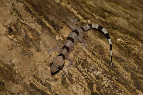 Cross River Half-toed Gecko, Hemidactylus eniangii