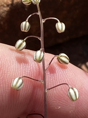 Drimia sclerophylla