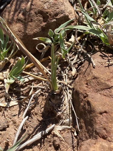 Drimia sclerophylla