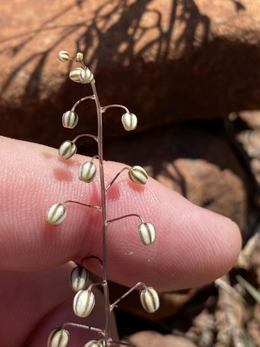 Drimia sclerophylla