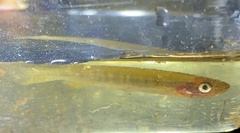 Galaxias occidentalis