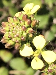 Brassicaceae