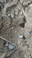 Camponotus sylvaticus