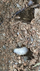 Camponotus sylvaticus