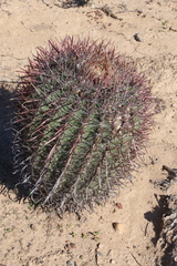Ferocactus gracilis coloratus