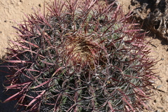 Ferocactus gracilis coloratus