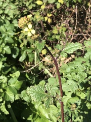 Brassicaceae