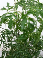 Tracheophyta