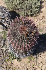 Ferocactus gracilis coloratus