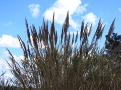 Arundo micrantha