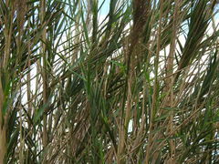 Arundo micrantha
