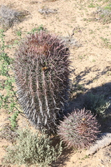 Ferocactus gracilis coloratus
