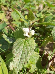 Lamium album