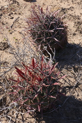 Ferocactus gracilis coloratus