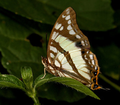 Polyura zoolina