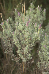 Lavandula stoechas