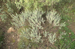 Lavandula stoechas