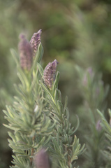 Lavandula stoechas