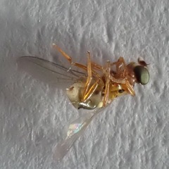 Thaumatomyia notata