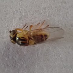 Thaumatomyia notata