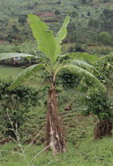 Musa acuminata