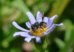 Severanthidium