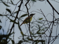 Pitangus sulphuratus